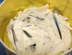 セキセイインコの羽の写真