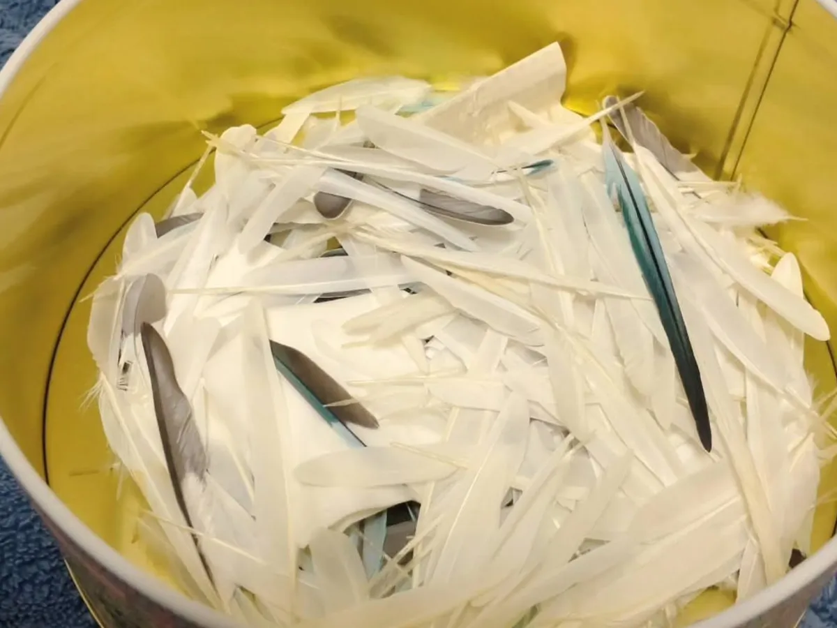 セキセイインコの羽の写真