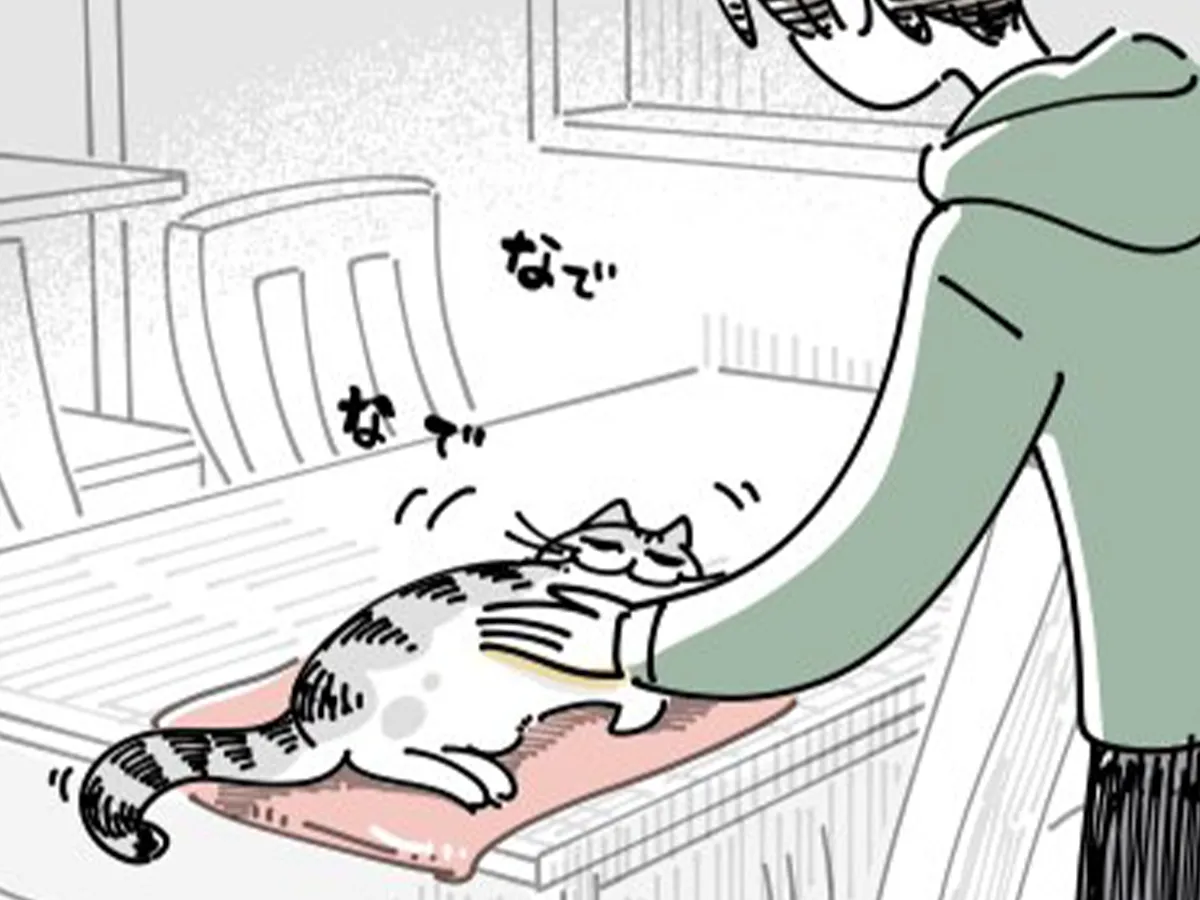 猫との日常を描いた漫画の写真