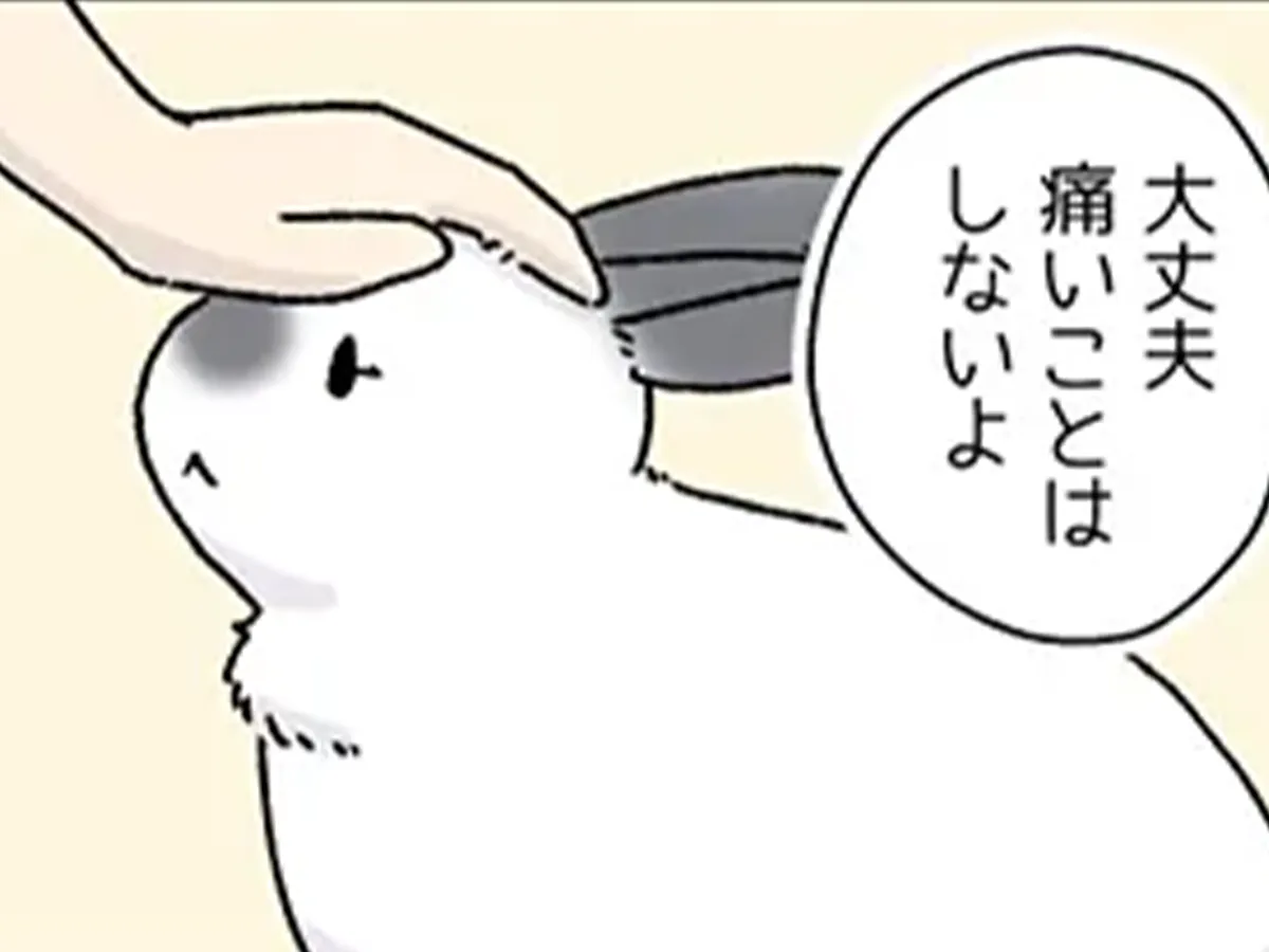 ウサギと飼い主の日常を描いた漫画の写真