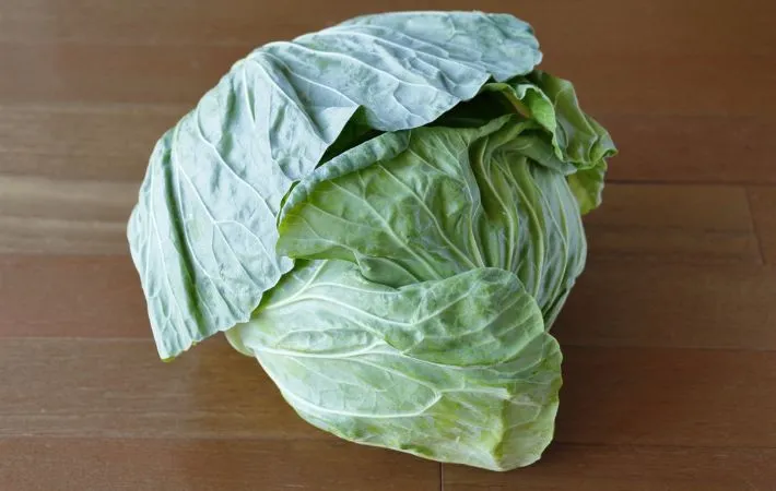 キャベツの写真