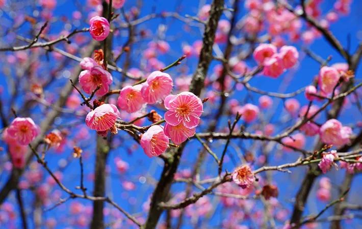 立春の日付が毎年同じではないため