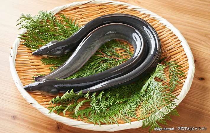 ウナギやアナゴ