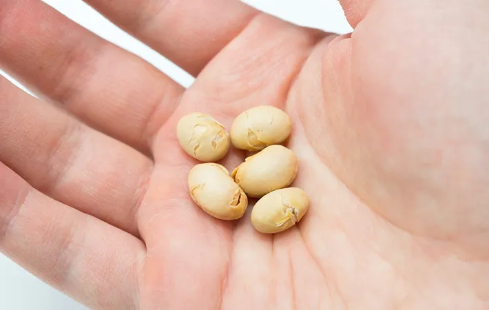 豆を食べる数は『年齢＋1つ』が正解？