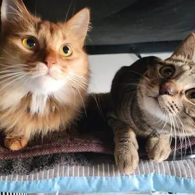 しぴこめの写真