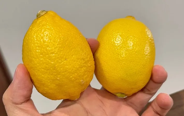 『レモン』の写真（撮影：キジカク）