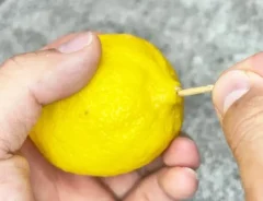 レモンの写真（撮影：キジカク）