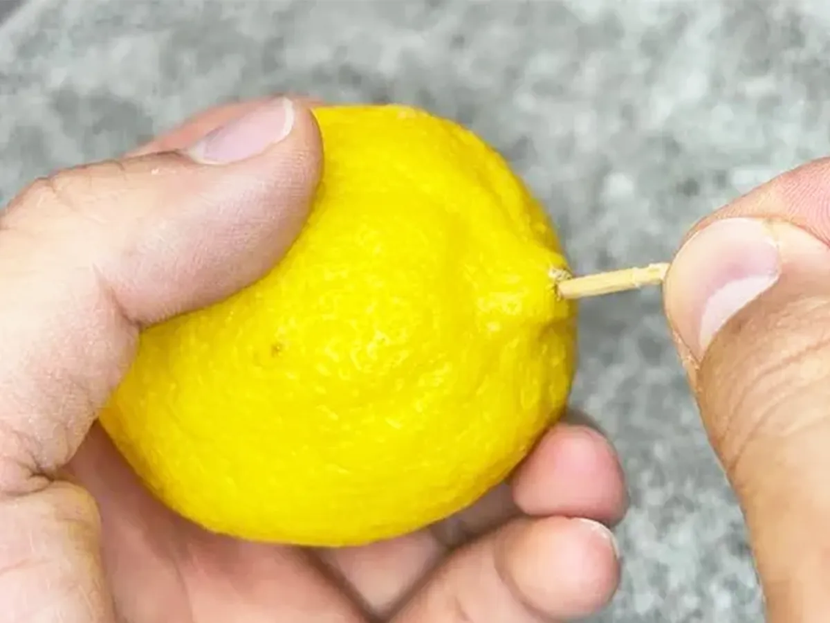 レモンの写真(撮影:キジカク)