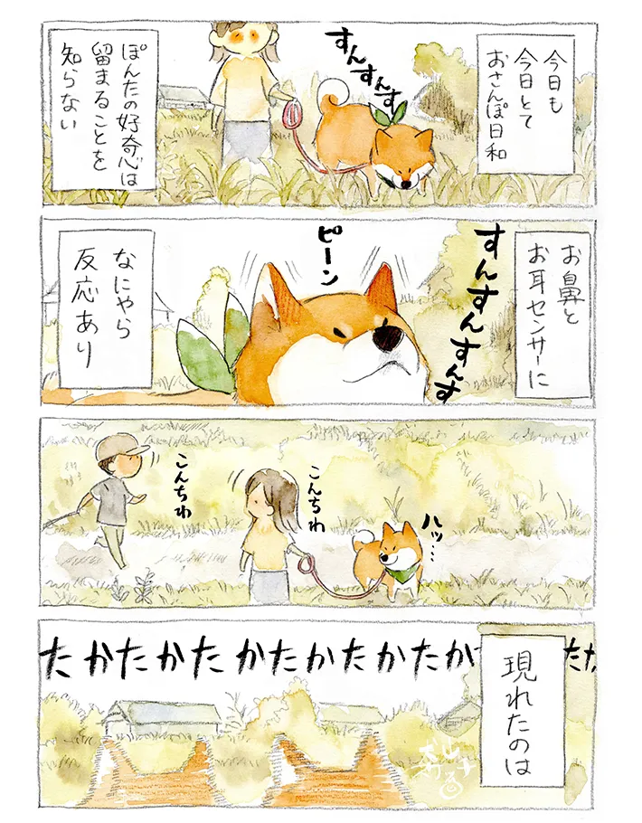 散歩中の柴犬を描いたエッセイ漫画の写真