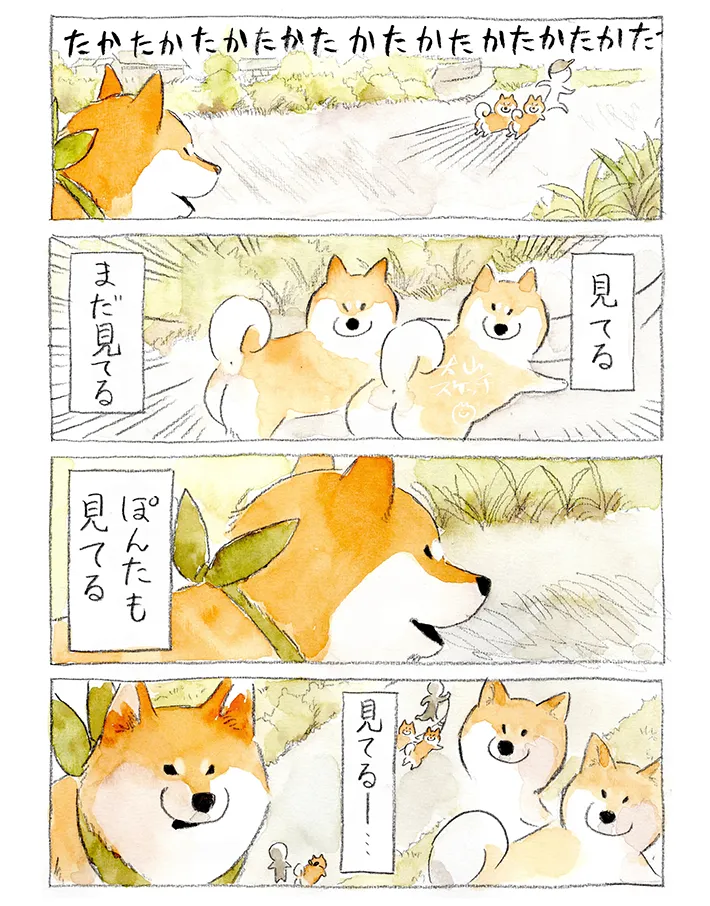 散歩中の柴犬を描いたエッセイ漫画の写真