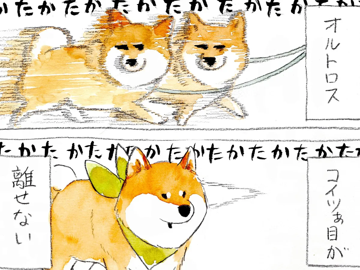散歩中の柴犬を描いたエッセイ漫画の写真