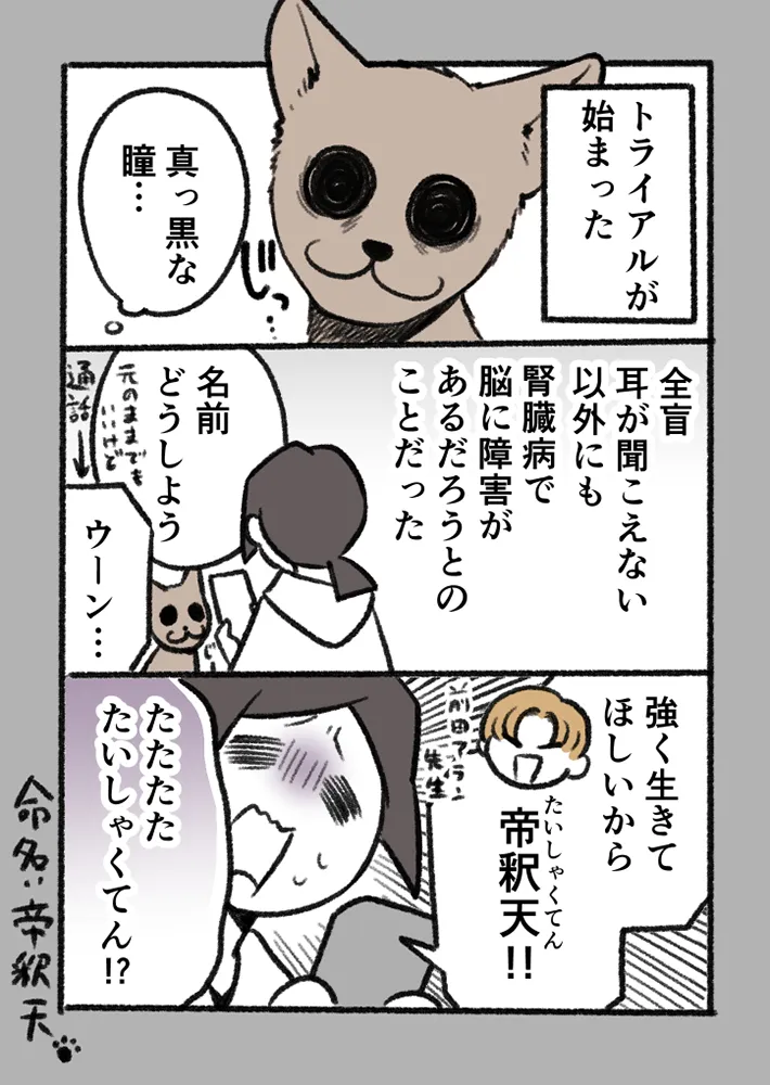 愛猫を巡る実話を描いたエッセイ漫画の写真