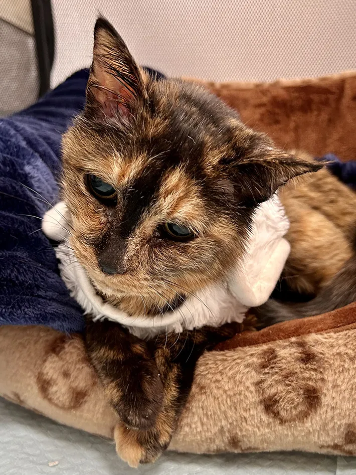 目が不自由な猫の写真