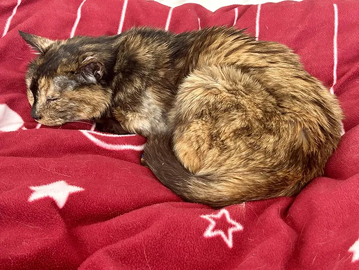 目が不自由な猫の写真