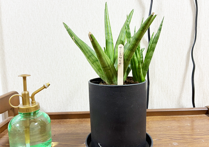 アイスの棒（撮影：grapeライフハック編集部）