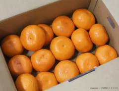 ミカンの写真