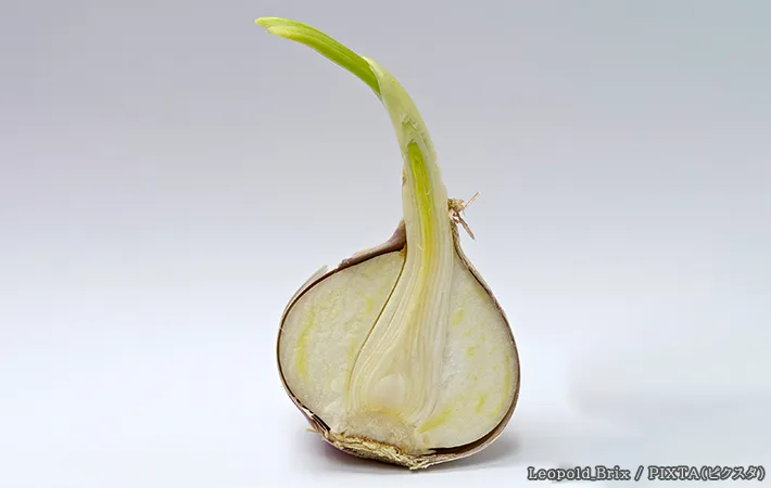 ニンニクの芽の写真