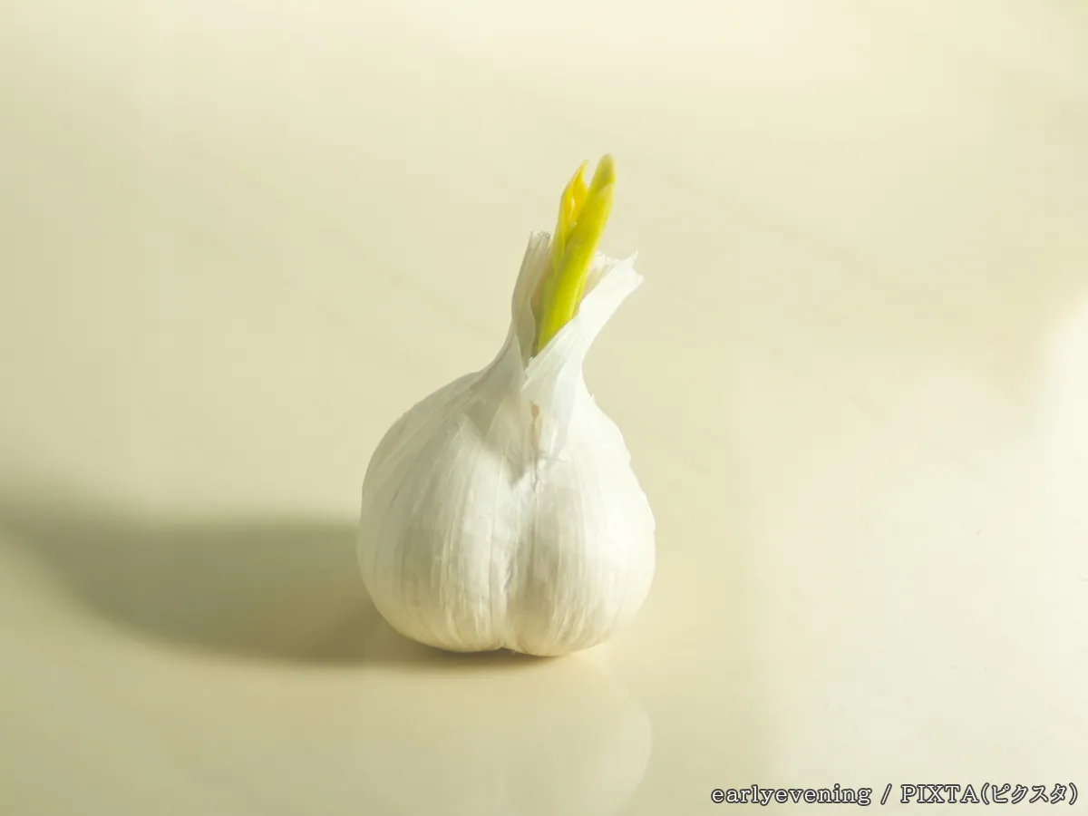 ニンニクの芽の写真