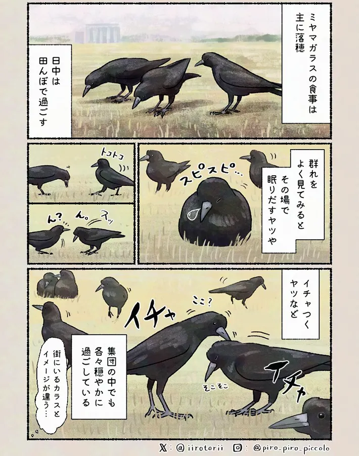 𝚙𝚒𝚛𝚘 𝚙𝚒𝚛𝚘 𝚙𝚒𝚌𝚌𝚘𝚕𝚘さんの漫画の画像