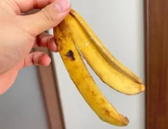 『バナナの皮』の写真（撮影：キジカク）