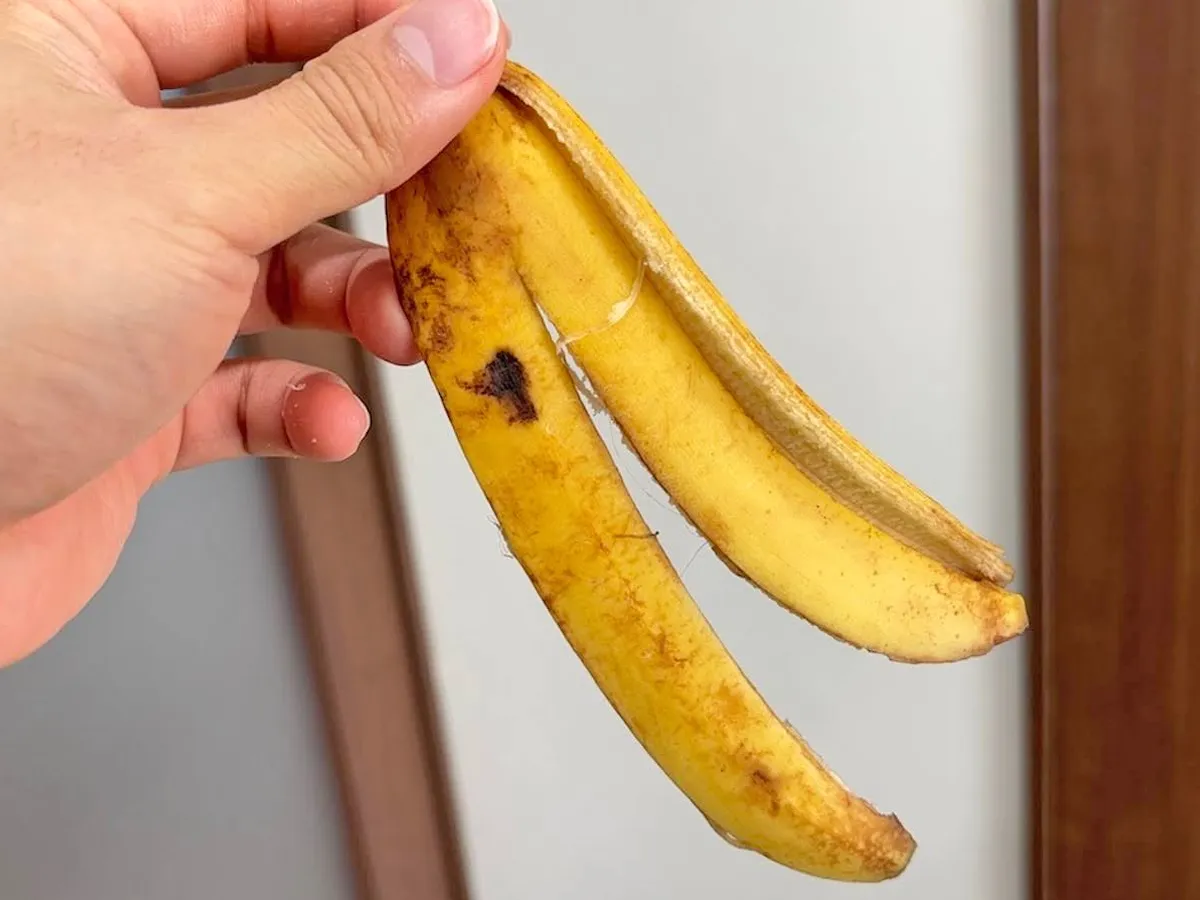 『バナナの皮』の写真(撮影:キジカク)