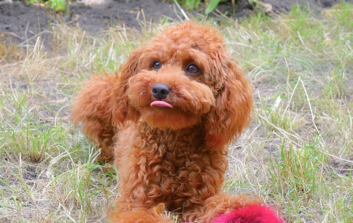 トイプードルの写真