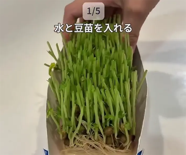 豆苗を牛乳パックに入れる