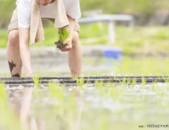田植えをする男性