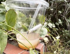 ゴミの写真（撮影：grape編集部）