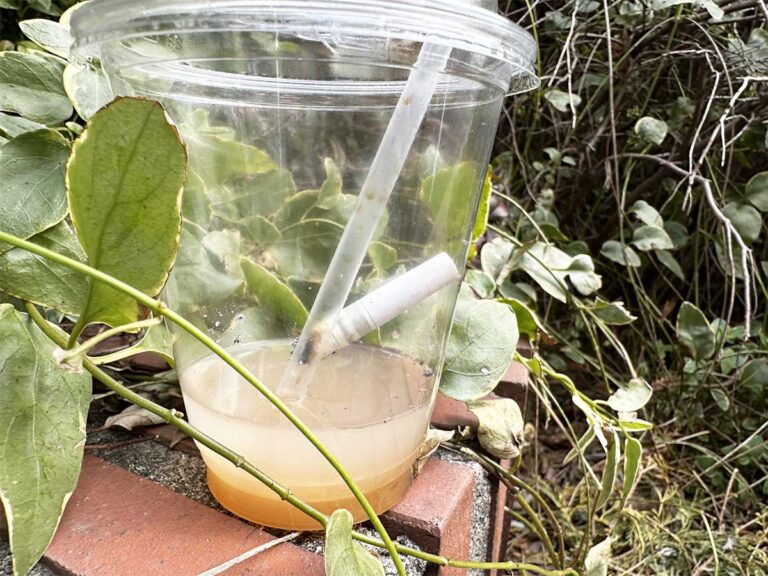 ゴミの写真（撮影：grape編集部）