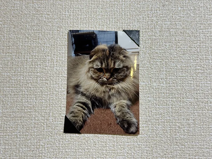 マスキングテープを使って写真を飾る方法を実践している画像（撮影：grapeライフハック編集部）