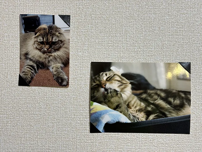 マスキングテープを使って写真を飾る方法を実践している画像（撮影：grapeライフハック編集部）