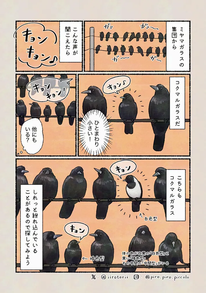 𝚙𝚒𝚛𝚘 𝚙𝚒𝚛𝚘 𝚙𝚒𝚌𝚌𝚘𝚕𝚘さんの漫画の画像