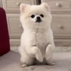 ぼく､ ぽんちゃん !の写真