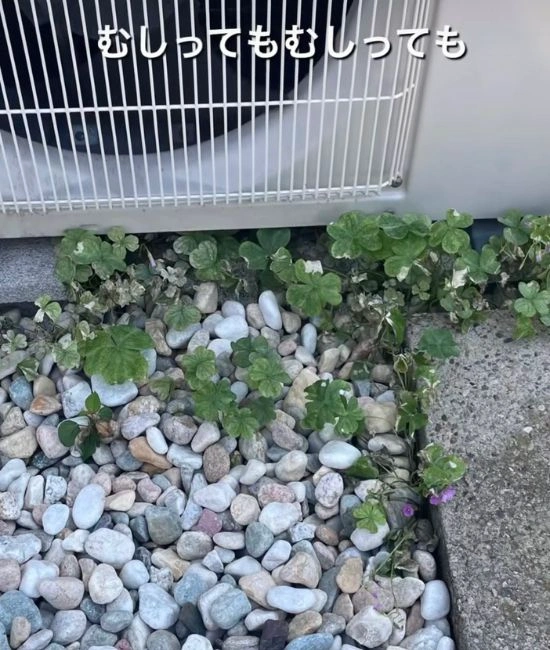 庭に生える雑草