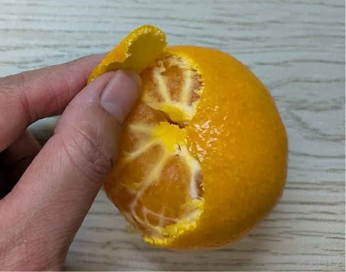 白い筋がきれいに取れたミカン（撮影：grapeフード編集部）