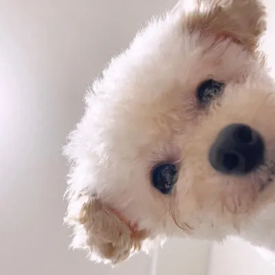 ひつじにこの写真