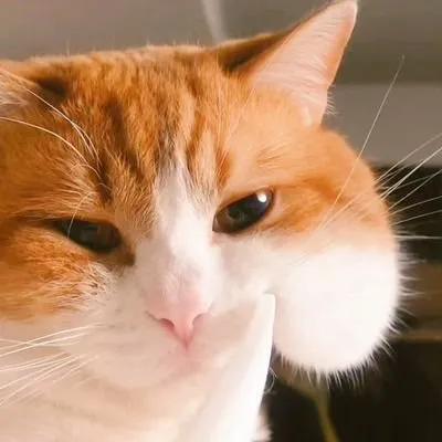 おちゃまるの写真