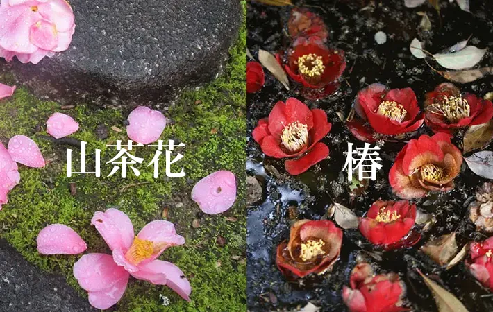 山茶花と椿の違い：花の形や散り方