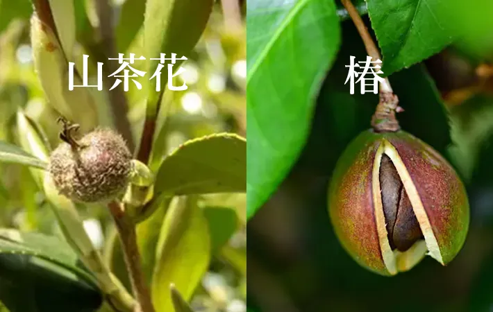山茶花と椿の違い：果実の見た目