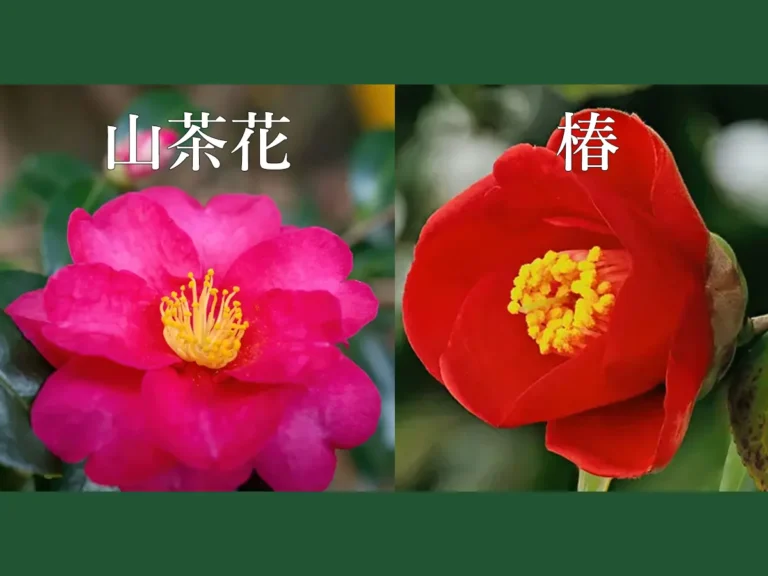 山茶花』と『椿』の違いを解説！写真で比較する見分け方ガイド
