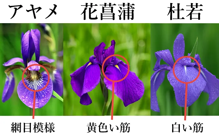 『アヤメ』『花菖蒲』『杜若』の花の違い