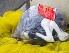 ゴミ捨てルール違反のイメージ写真