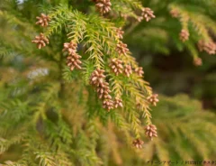 花粉対策のイメージ写真