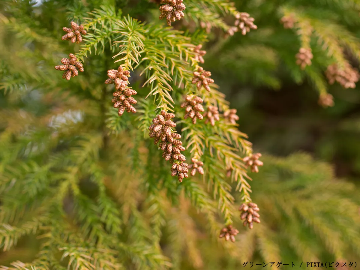 花粉対策のイメージ写真