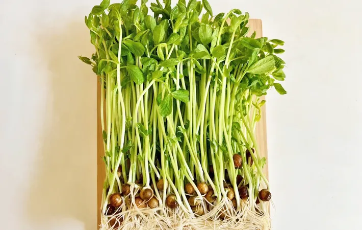 『豆苗』の写真（撮影：エニママ）