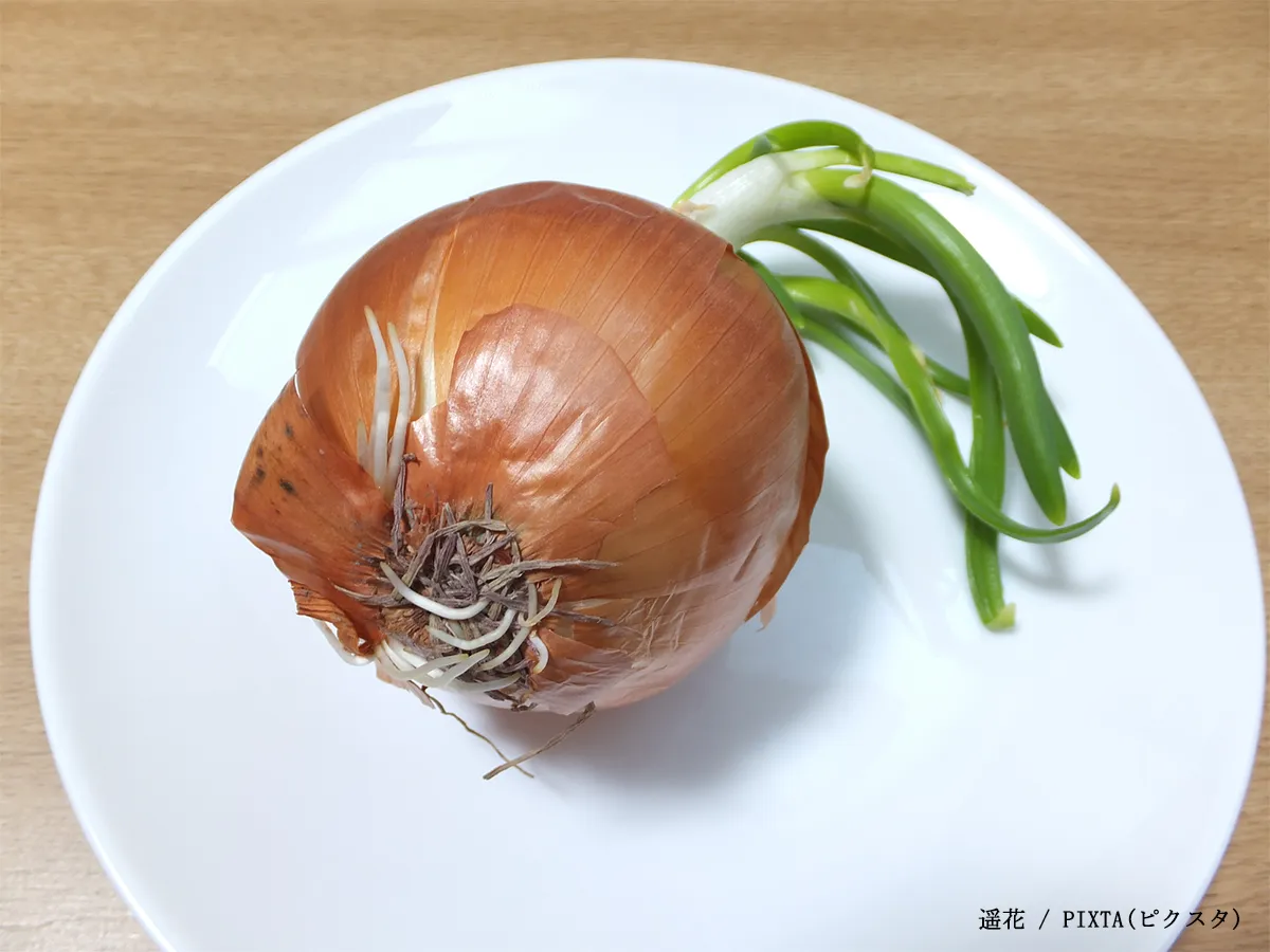 芽が出たタマネギの写真