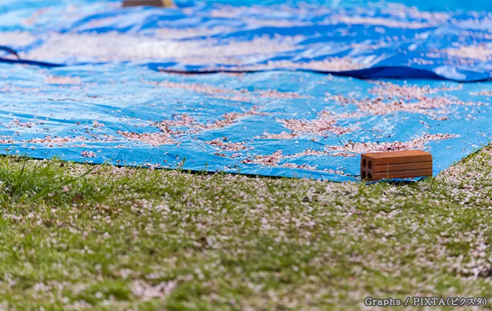 お花見のブルーシートの写真