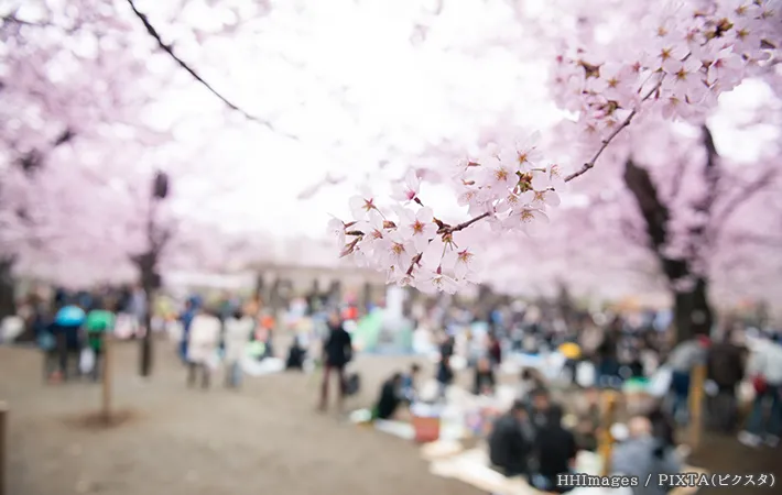 お花見に来た人の写真