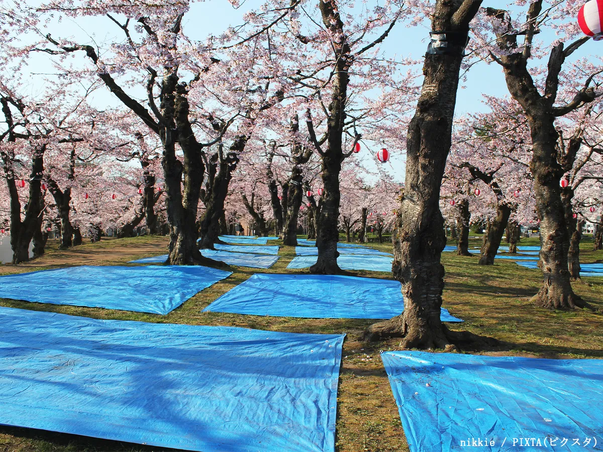 花見のブルーシートの写真
